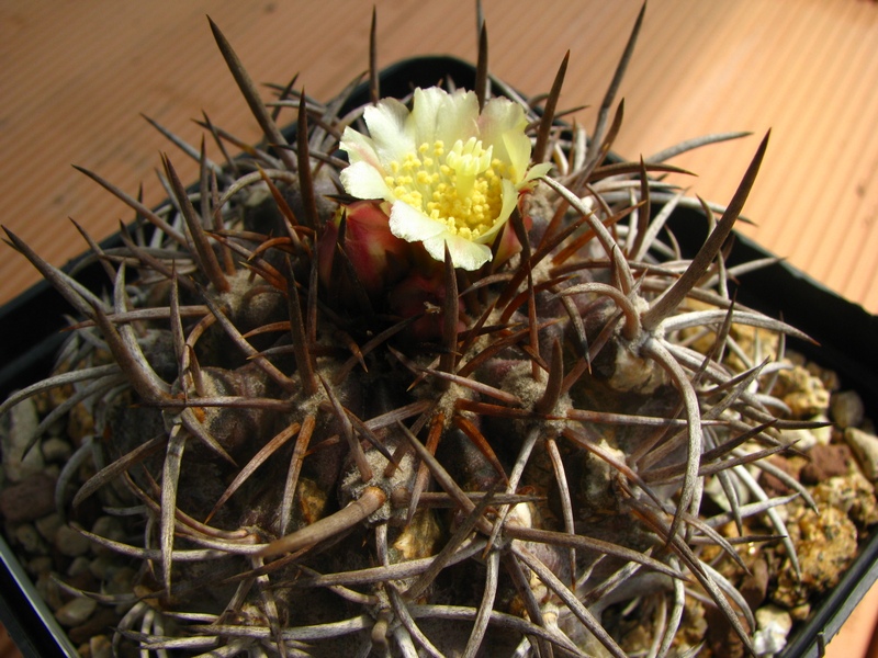 Copiapoa echinoides 