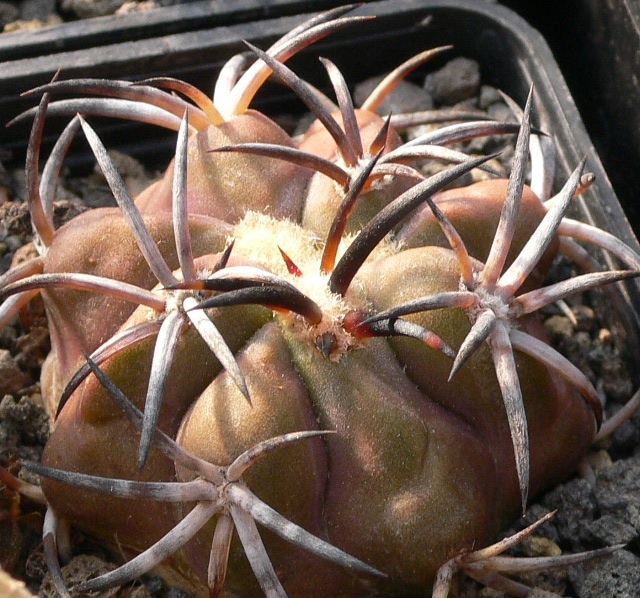 Copiapoa cuprea 