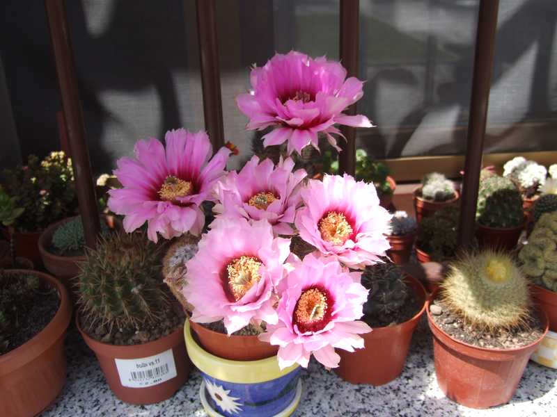 Echinocereus  reichenbachii 