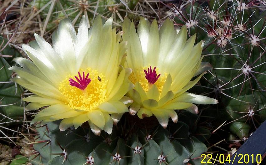 Parodia buiningii 