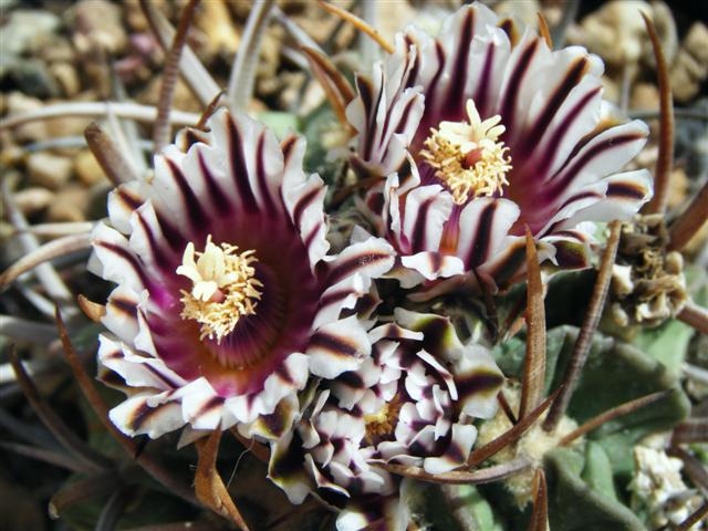 Echinofossulocactus coptonogonus SB 13