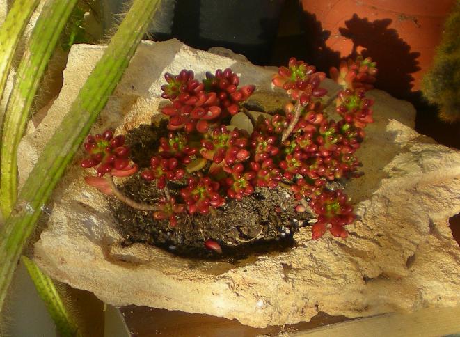 Sedum rubrotinctum 