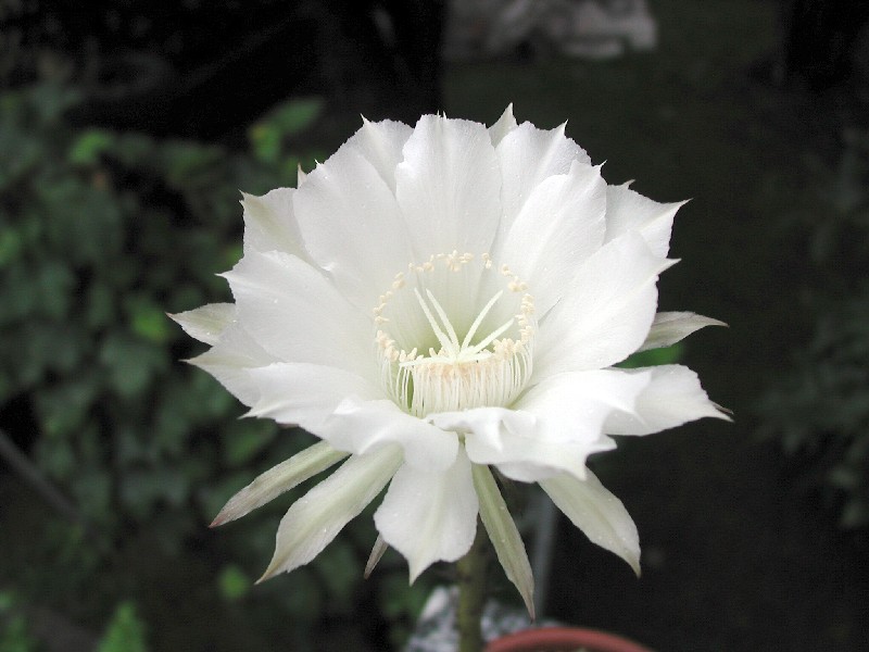 Echinopsis eyriesii 