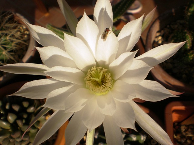 Echinopsis subdenudata 