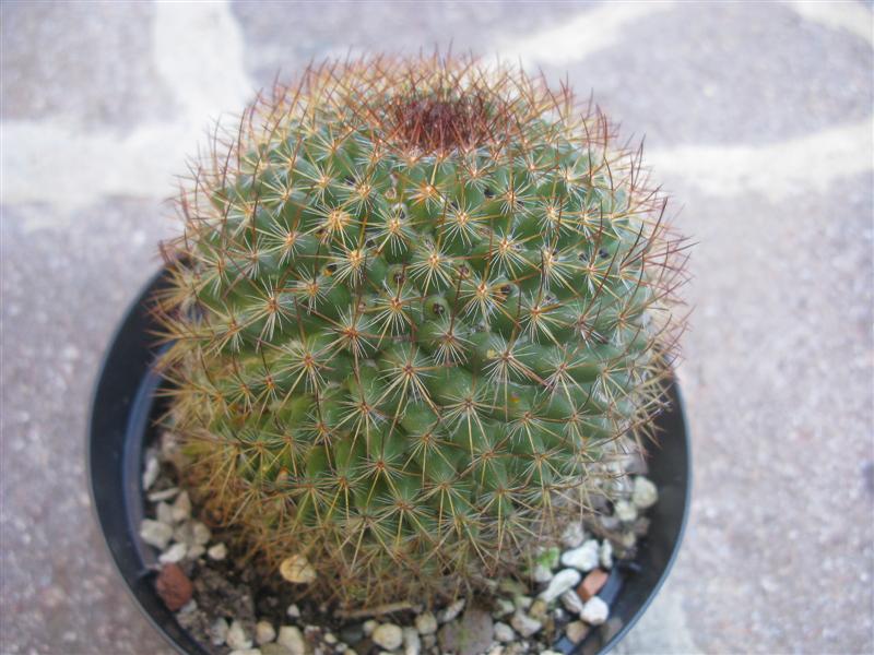 Mammillaria rhodantha 