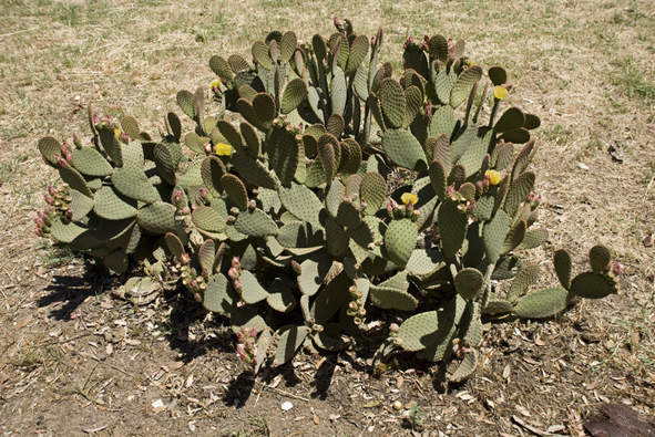Opuntia......  