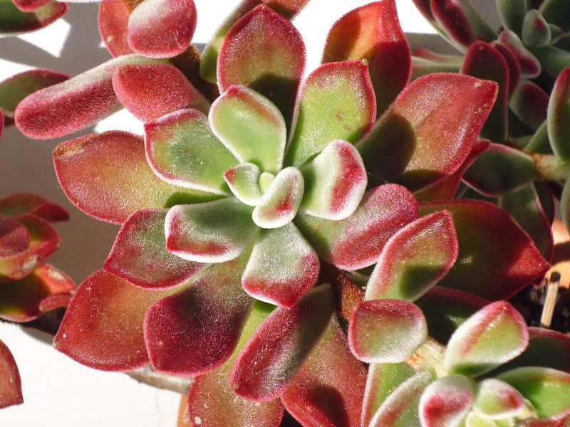 Echeveria pulvinata 