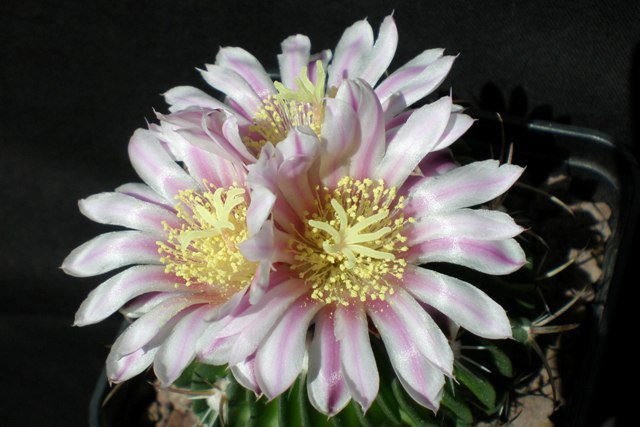 Echinofossulocactus multicostatus 