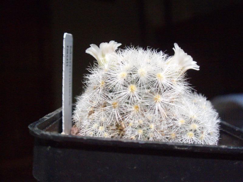 Mammillaria laui 