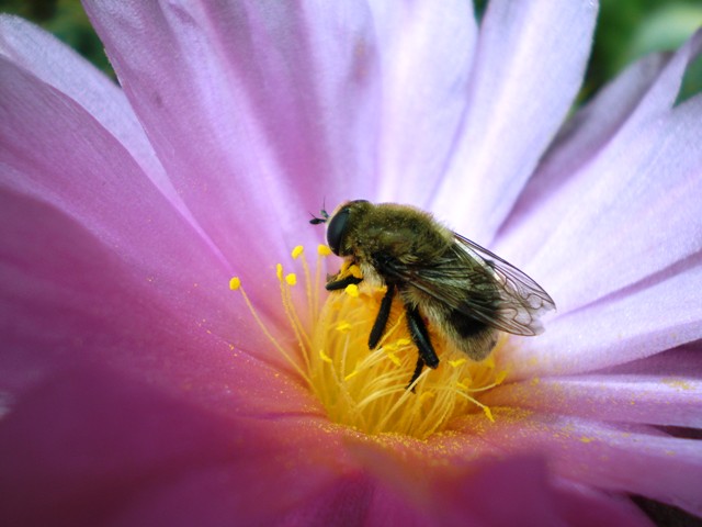 Parodia werneri 