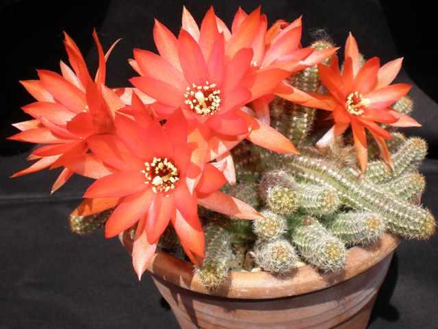 Chamaecereus silvestrii 