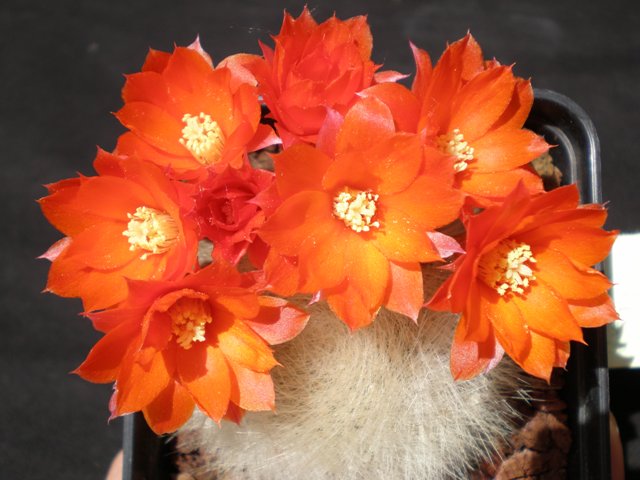 Rebutia albipilosa 