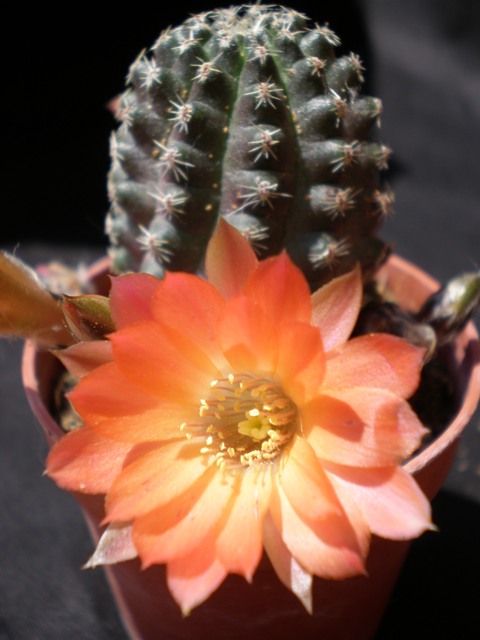 Rebutia pygmaea 