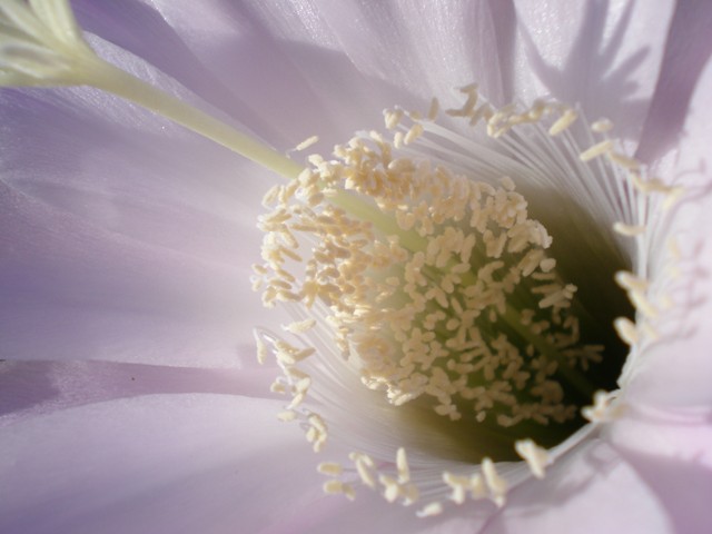 Echinopsis oxygona 