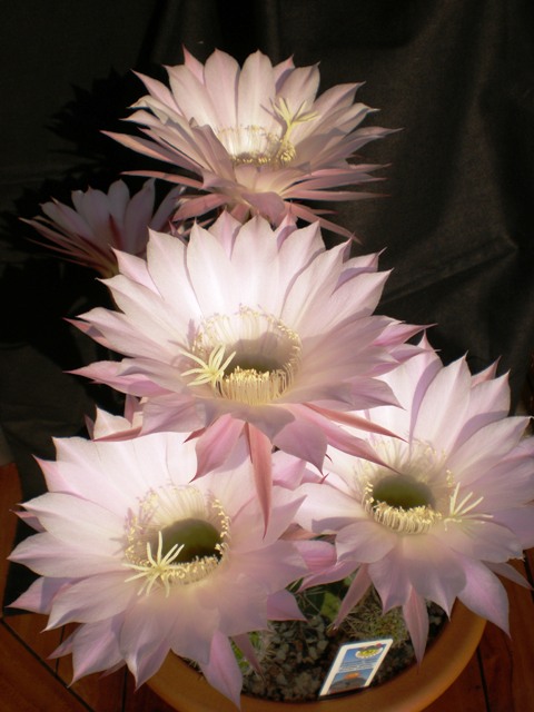 Echinopsis oxygona 