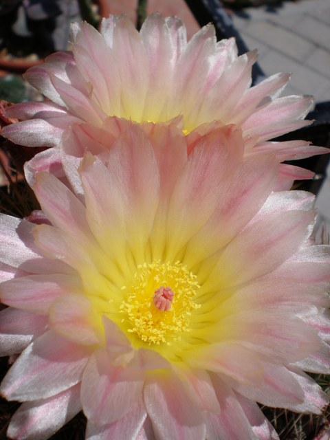 Parodia roseolutea 