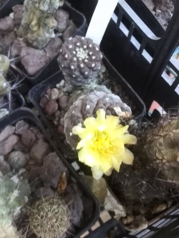 Copiapoa hypogaea 