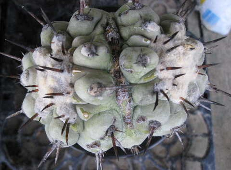 Copiapoa cinerea 