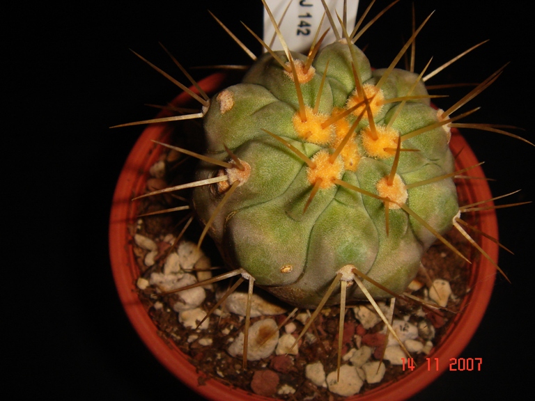 Copiapoa haseltoniana ZJ 142