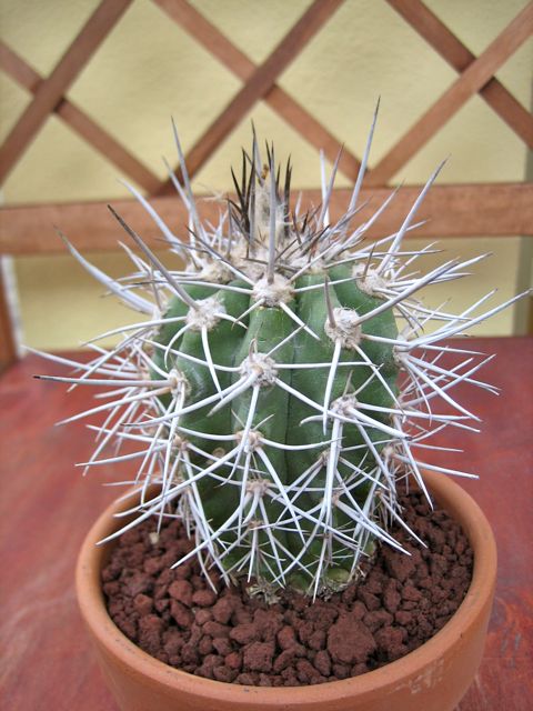 Copiapoa ? 