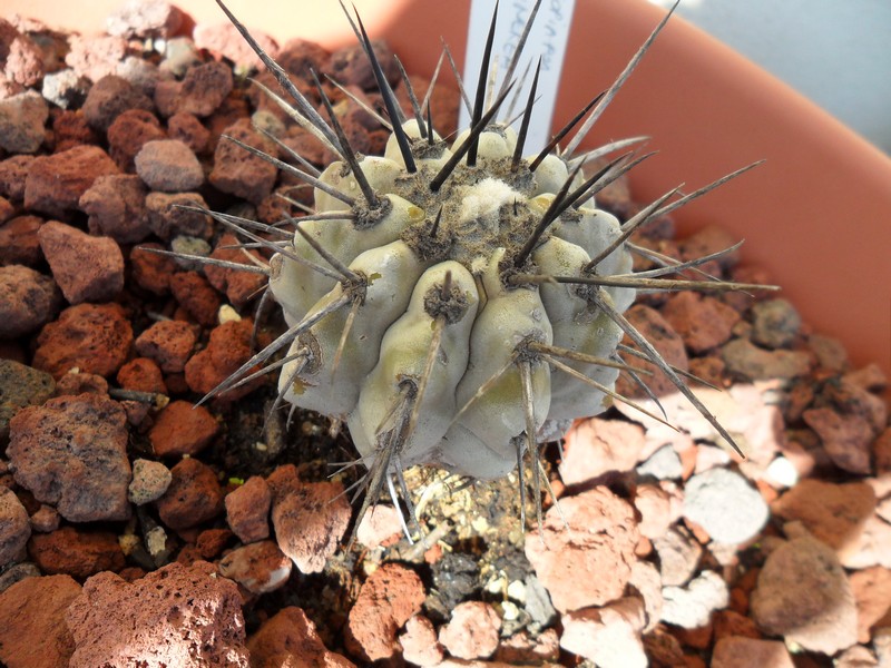 Copiapoa cinerea 