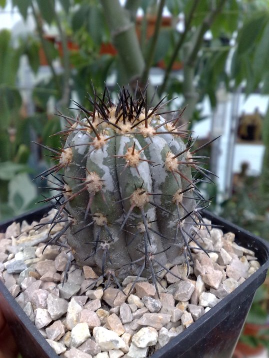 Copiapoa calderana 