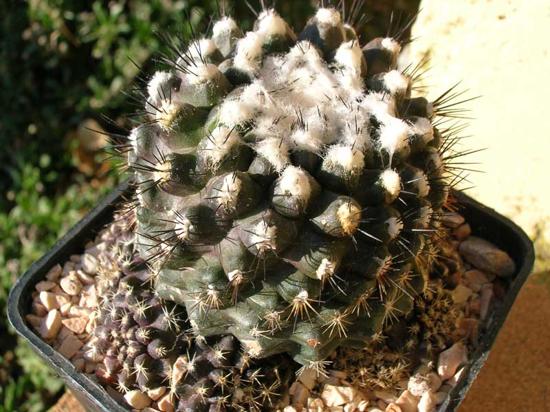 Copiapoa humilis 