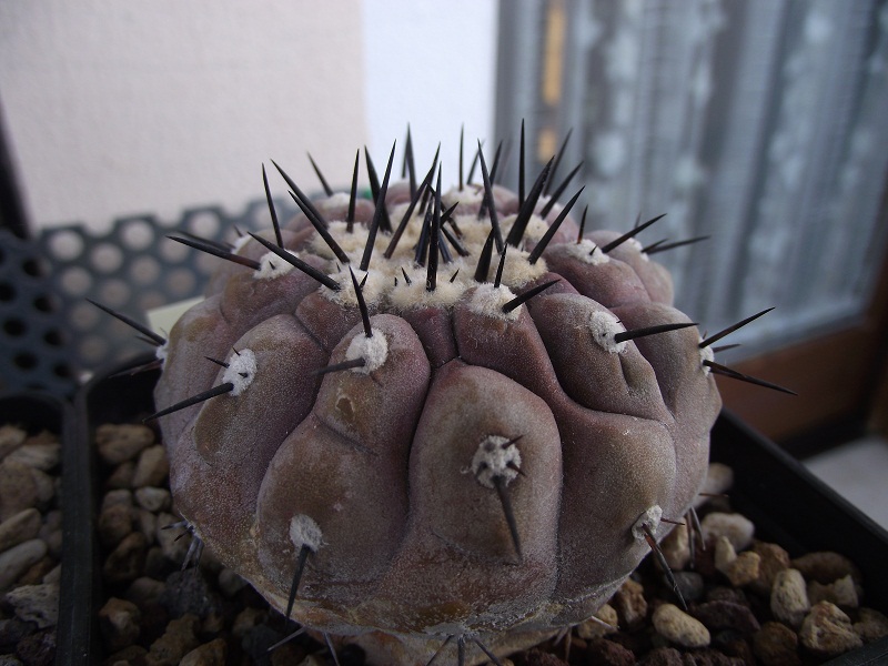 Copiapoa cinerea 