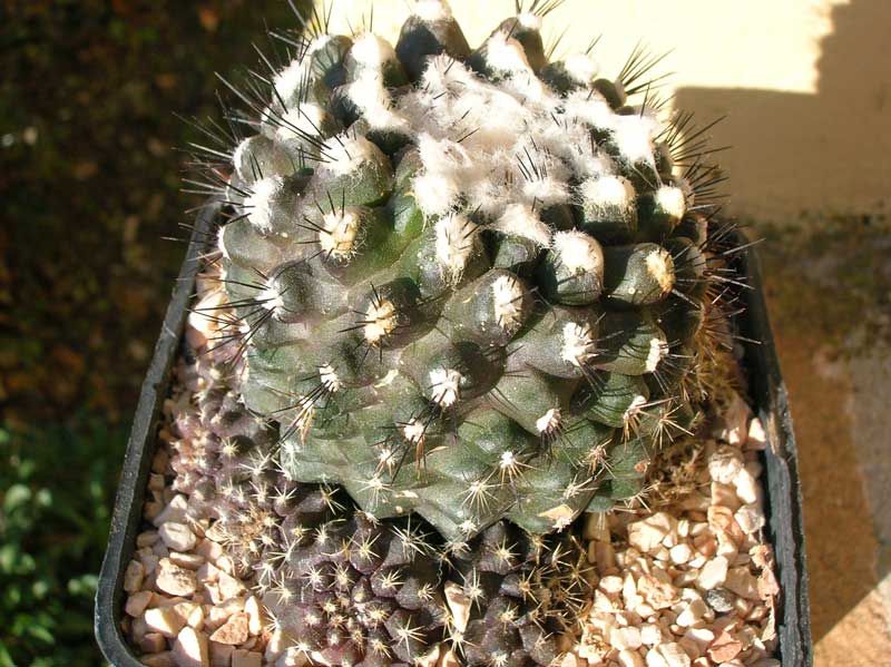 Copiapoa humilis 