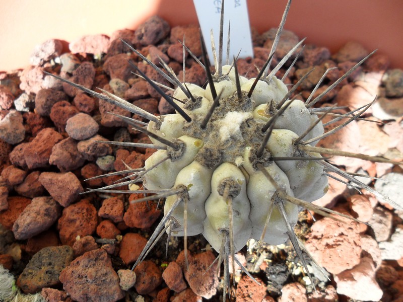 Copiapoa cinerea 