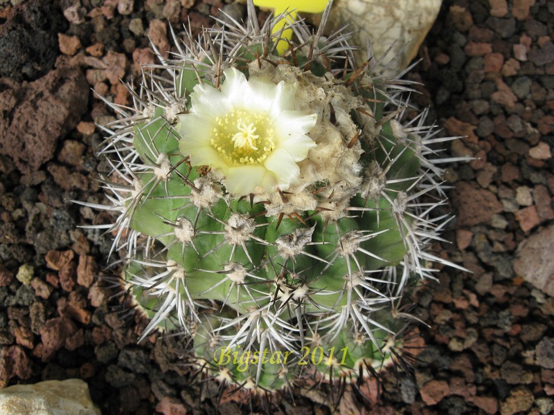 Copiapoa alticostata 