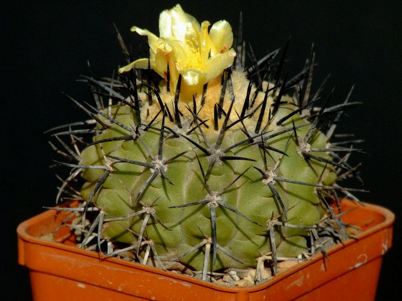 Copiapoa atacamensis 