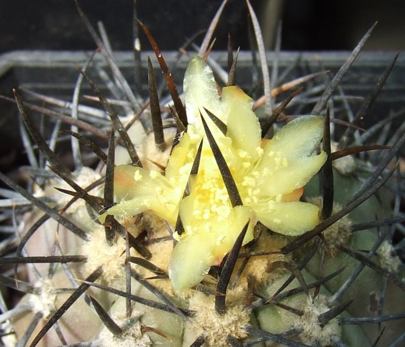 Copiapoa atacamensis 