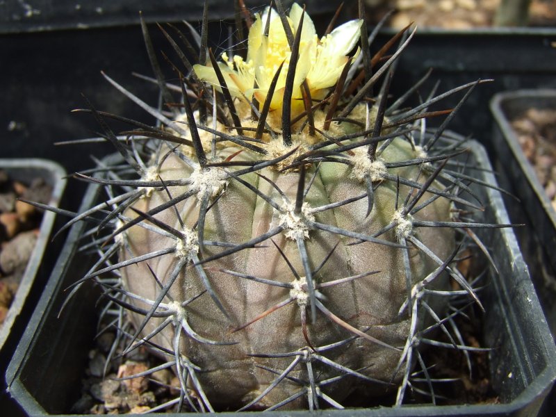 Copiapoa atacamensis 