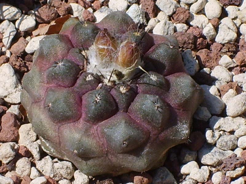 Copiapoa hypogaea v. barquitensis 