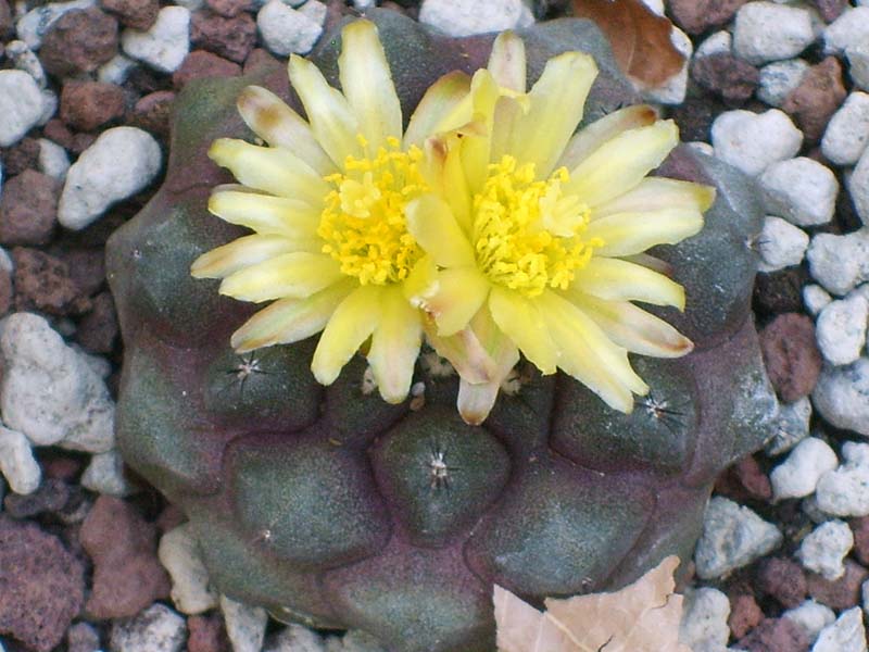 Copiapoa hypogaea v. barquitensis 