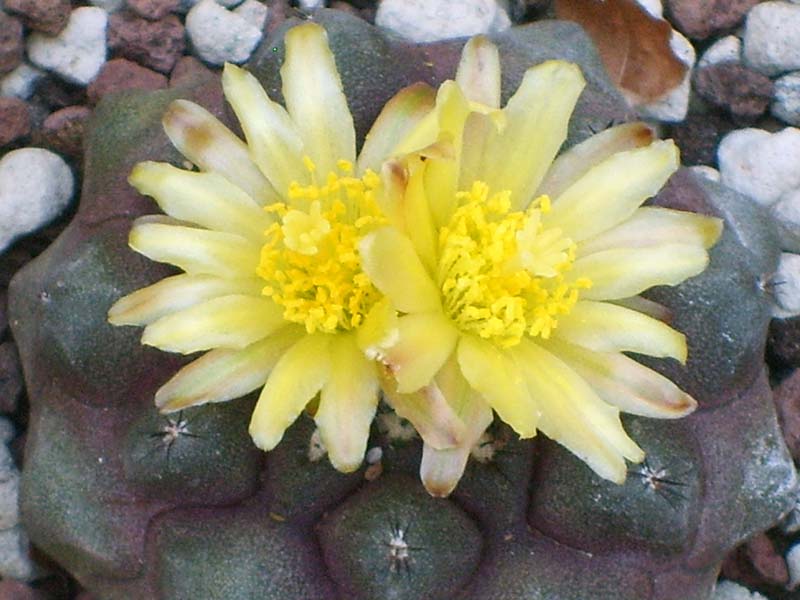 Copiapoa hypogaea v. barquitensis 