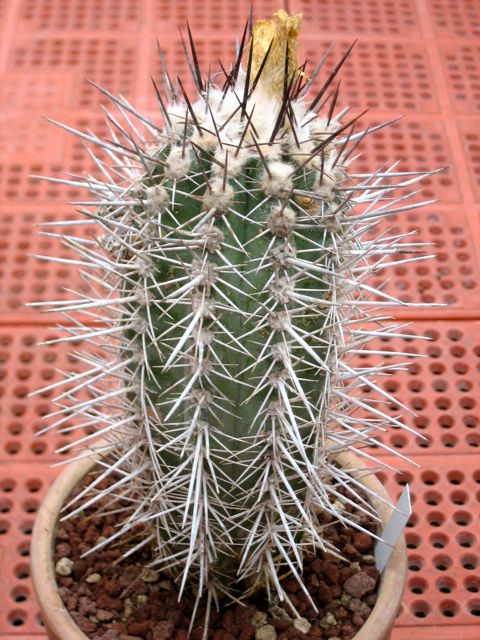 Copiapoa  