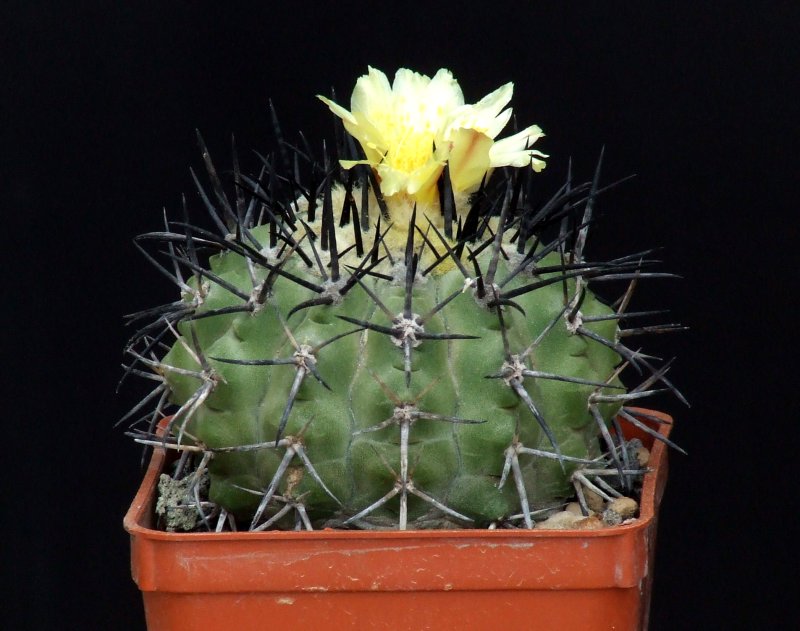 Copiapoa atacamensis 