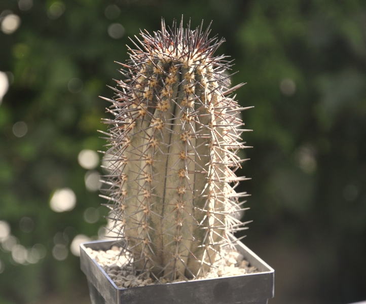 Copiapoa calderana 