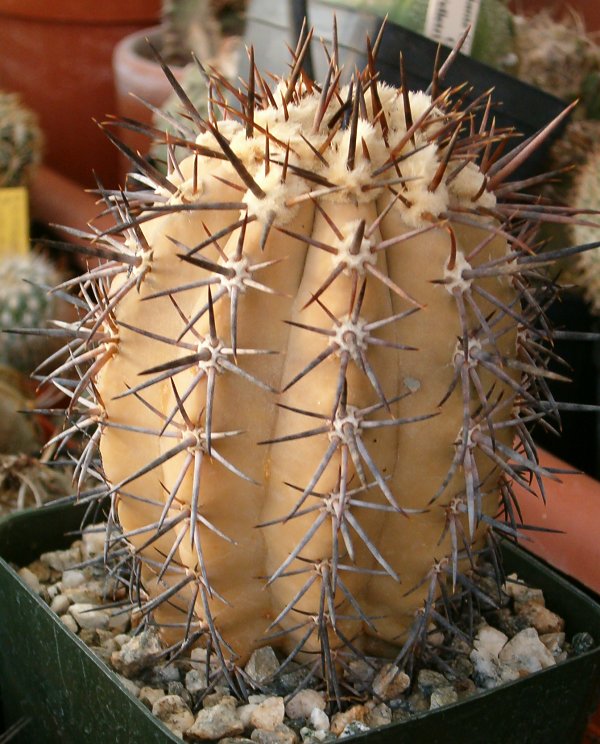 Copiapoa calderana 