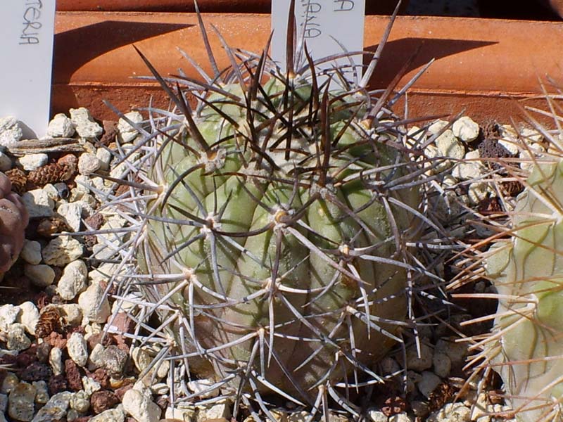 Copiapoa calderana 