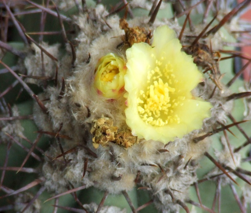 Copiapoa calderana 