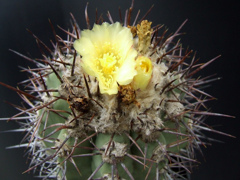 Copiapoa calderana 
