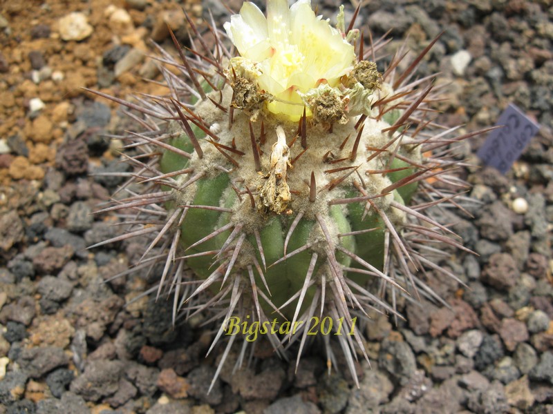 Copiapoa calderana 