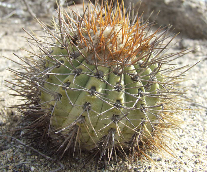 Copiapoa calderana 