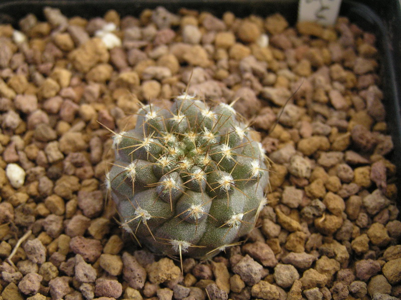 Copiapoa lembckei v. magnifica KK1393