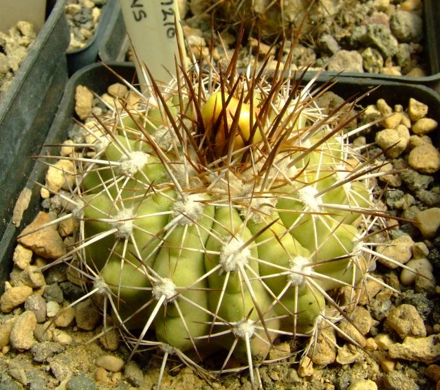 Copiapoa cinerascens PM210