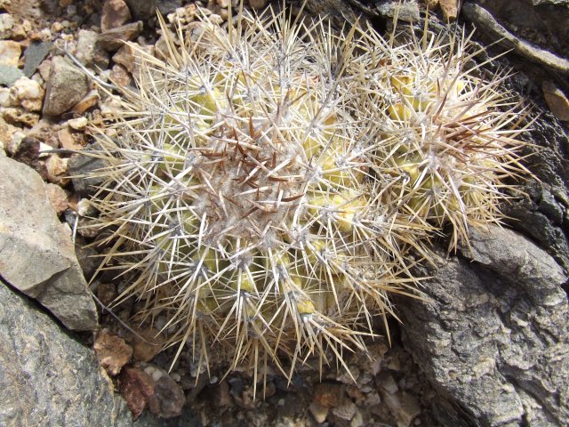 Copiapoa cinerascens 