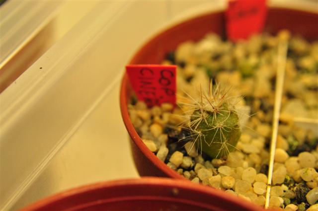 Copiapoa cinerea 